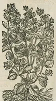An illustration from Historia generalis plantarum : in libros XVIII per certas classes artificiose digesta, Haec plusquam mille imaginibus plantarum locupletior superioribus, omnes propemodum quae ab antiquis scriptoribus, Graecis, Latinis, Arabibus, nominantur: necnon eas quae in orientis atque Occidentis partibus, ante seculum nostrum incognitis, repertae fuerunt, tibi exhibet ; habes etiam earundem plantarum peculiaria diversis nationibus nomina: habes amplas descriptiones, è quibus singularum genus, formam, ubi crescant et quo tempore vigeant, natiorum temperamentum, vires denique in Medicina proprias cognosces. (1587)
