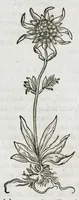 An illustration from Historia generalis plantarum : in libros XVIII per certas classes artificiose digesta, Haec plusquam mille imaginibus plantarum locupletior superioribus, omnes propemodum quae ab antiquis scriptoribus, Graecis, Latinis, Arabibus, nominantur: necnon eas quae in orientis atque Occidentis partibus, ante seculum nostrum incognitis, repertae fuerunt, tibi exhibet ; habes etiam earundem plantarum peculiaria diversis nationibus nomina: habes amplas descriptiones, è quibus singularum genus, formam, ubi crescant et quo tempore vigeant, natiorum temperamentum, vires denique in Medicina proprias cognosces. (1587)