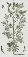 An illustration from Historia generalis plantarum : in libros XVIII per certas classes artificiose digesta, Haec plusquam mille imaginibus plantarum locupletior superioribus, omnes propemodum quae ab antiquis scriptoribus, Graecis, Latinis, Arabibus, nominantur: necnon eas quae in orientis atque Occidentis partibus, ante seculum nostrum incognitis, repertae fuerunt, tibi exhibet ; habes etiam earundem plantarum peculiaria diversis nationibus nomina: habes amplas descriptiones, è quibus singularum genus, formam, ubi crescant et quo tempore vigeant, natiorum temperamentum, vires denique in Medicina proprias cognosces. (1587)