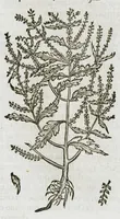 An illustration from Historia generalis plantarum : in libros XVIII per certas classes artificiose digesta, Haec plusquam mille imaginibus plantarum locupletior superioribus, omnes propemodum quae ab antiquis scriptoribus, Graecis, Latinis, Arabibus, nominantur: necnon eas quae in orientis atque Occidentis partibus, ante seculum nostrum incognitis, repertae fuerunt, tibi exhibet ; habes etiam earundem plantarum peculiaria diversis nationibus nomina: habes amplas descriptiones, è quibus singularum genus, formam, ubi crescant et quo tempore vigeant, natiorum temperamentum, vires denique in Medicina proprias cognosces. (1587)