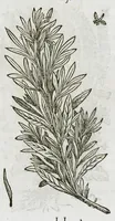 An illustration from Historia generalis plantarum : in libros XVIII per certas classes artificiose digesta, Haec plusquam mille imaginibus plantarum locupletior superioribus, omnes propemodum quae ab antiquis scriptoribus, Graecis, Latinis, Arabibus, nominantur: necnon eas quae in orientis atque Occidentis partibus, ante seculum nostrum incognitis, repertae fuerunt, tibi exhibet ; habes etiam earundem plantarum peculiaria diversis nationibus nomina: habes amplas descriptiones, è quibus singularum genus, formam, ubi crescant et quo tempore vigeant, natiorum temperamentum, vires denique in Medicina proprias cognosces. (1587)