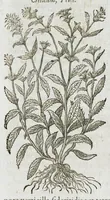 An illustration from Historia generalis plantarum : in libros XVIII per certas classes artificiose digesta, Haec plusquam mille imaginibus plantarum locupletior superioribus, omnes propemodum quae ab antiquis scriptoribus, Graecis, Latinis, Arabibus, nominantur: necnon eas quae in orientis atque Occidentis partibus, ante seculum nostrum incognitis, repertae fuerunt, tibi exhibet ; habes etiam earundem plantarum peculiaria diversis nationibus nomina: habes amplas descriptiones, è quibus singularum genus, formam, ubi crescant et quo tempore vigeant, natiorum temperamentum, vires denique in Medicina proprias cognosces. (1587)