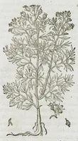 An illustration from Historia generalis plantarum : in libros XVIII per certas classes artificiose digesta, Haec plusquam mille imaginibus plantarum locupletior superioribus, omnes propemodum quae ab antiquis scriptoribus, Graecis, Latinis, Arabibus, nominantur: necnon eas quae in orientis atque Occidentis partibus, ante seculum nostrum incognitis, repertae fuerunt, tibi exhibet ; habes etiam earundem plantarum peculiaria diversis nationibus nomina: habes amplas descriptiones, è quibus singularum genus, formam, ubi crescant et quo tempore vigeant, natiorum temperamentum, vires denique in Medicina proprias cognosces. (1587)