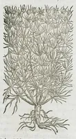 An illustration from Historia generalis plantarum : in libros XVIII per certas classes artificiose digesta, Haec plusquam mille imaginibus plantarum locupletior superioribus, omnes propemodum quae ab antiquis scriptoribus, Graecis, Latinis, Arabibus, nominantur: necnon eas quae in orientis atque Occidentis partibus, ante seculum nostrum incognitis, repertae fuerunt, tibi exhibet ; habes etiam earundem plantarum peculiaria diversis nationibus nomina: habes amplas descriptiones, è quibus singularum genus, formam, ubi crescant et quo tempore vigeant, natiorum temperamentum, vires denique in Medicina proprias cognosces. (1587)