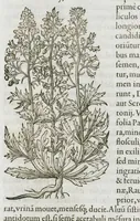 An illustration from Historia generalis plantarum : in libros XVIII per certas classes artificiose digesta, Haec plusquam mille imaginibus plantarum locupletior superioribus, omnes propemodum quae ab antiquis scriptoribus, Graecis, Latinis, Arabibus, nominantur: necnon eas quae in orientis atque Occidentis partibus, ante seculum nostrum incognitis, repertae fuerunt, tibi exhibet ; habes etiam earundem plantarum peculiaria diversis nationibus nomina: habes amplas descriptiones, è quibus singularum genus, formam, ubi crescant et quo tempore vigeant, natiorum temperamentum, vires denique in Medicina proprias cognosces. (1587)
