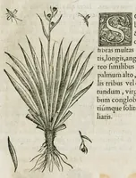 An illustration from Historia generalis plantarum : in libros XVIII per certas classes artificiose digesta, Haec plusquam mille imaginibus plantarum locupletior superioribus, omnes propemodum quae ab antiquis scriptoribus, Graecis, Latinis, Arabibus, nominantur: necnon eas quae in orientis atque Occidentis partibus, ante seculum nostrum incognitis, repertae fuerunt, tibi exhibet ; habes etiam earundem plantarum peculiaria diversis nationibus nomina: habes amplas descriptiones, è quibus singularum genus, formam, ubi crescant et quo tempore vigeant, natiorum temperamentum, vires denique in Medicina proprias cognosces. (1586)