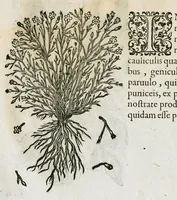 An illustration from Historia generalis plantarum : in libros XVIII per certas classes artificiose digesta, Haec plusquam mille imaginibus plantarum locupletior superioribus, omnes propemodum quae ab antiquis scriptoribus, Graecis, Latinis, Arabibus, nominantur: necnon eas quae in orientis atque Occidentis partibus, ante seculum nostrum incognitis, repertae fuerunt, tibi exhibet ; habes etiam earundem plantarum peculiaria diversis nationibus nomina: habes amplas descriptiones, è quibus singularum genus, formam, ubi crescant et quo tempore vigeant, natiorum temperamentum, vires denique in Medicina proprias cognosces. (1586)