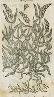 An illustration from Historia generalis plantarum : in libros XVIII per certas classes artificiose digesta, Haec plusquam mille imaginibus plantarum locupletior superioribus, omnes propemodum quae ab antiquis scriptoribus, Graecis, Latinis, Arabibus, nominantur: necnon eas quae in orientis atque Occidentis partibus, ante seculum nostrum incognitis, repertae fuerunt, tibi exhibet ; habes etiam earundem plantarum peculiaria diversis nationibus nomina: habes amplas descriptiones, è quibus singularum genus, formam, ubi crescant et quo tempore vigeant, natiorum temperamentum, vires denique in Medicina proprias cognosces. (1586)