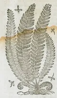 An illustration from Historia generalis plantarum : in libros XVIII per certas classes artificiose digesta, Haec plusquam mille imaginibus plantarum locupletior superioribus, omnes propemodum quae ab antiquis scriptoribus, Graecis, Latinis, Arabibus, nominantur: necnon eas quae in orientis atque Occidentis partibus, ante seculum nostrum incognitis, repertae fuerunt, tibi exhibet ; habes etiam earundem plantarum peculiaria diversis nationibus nomina: habes amplas descriptiones, è quibus singularum genus, formam, ubi crescant et quo tempore vigeant, natiorum temperamentum, vires denique in Medicina proprias cognosces. (1586)