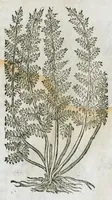 An illustration from Historia generalis plantarum : in libros XVIII per certas classes artificiose digesta, Haec plusquam mille imaginibus plantarum locupletior superioribus, omnes propemodum quae ab antiquis scriptoribus, Graecis, Latinis, Arabibus, nominantur: necnon eas quae in orientis atque Occidentis partibus, ante seculum nostrum incognitis, repertae fuerunt, tibi exhibet ; habes etiam earundem plantarum peculiaria diversis nationibus nomina: habes amplas descriptiones, è quibus singularum genus, formam, ubi crescant et quo tempore vigeant, natiorum temperamentum, vires denique in Medicina proprias cognosces. (1586)