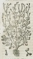 An illustration from Historia generalis plantarum : in libros XVIII per certas classes artificiose digesta, Haec plusquam mille imaginibus plantarum locupletior superioribus, omnes propemodum quae ab antiquis scriptoribus, Graecis, Latinis, Arabibus, nominantur: necnon eas quae in orientis atque Occidentis partibus, ante seculum nostrum incognitis, repertae fuerunt, tibi exhibet ; habes etiam earundem plantarum peculiaria diversis nationibus nomina: habes amplas descriptiones, è quibus singularum genus, formam, ubi crescant et quo tempore vigeant, natiorum temperamentum, vires denique in Medicina proprias cognosces. (1586)