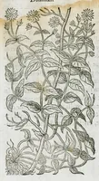 An illustration from Historia generalis plantarum : in libros XVIII per certas classes artificiose digesta, Haec plusquam mille imaginibus plantarum locupletior superioribus, omnes propemodum quae ab antiquis scriptoribus, Graecis, Latinis, Arabibus, nominantur: necnon eas quae in orientis atque Occidentis partibus, ante seculum nostrum incognitis, repertae fuerunt, tibi exhibet ; habes etiam earundem plantarum peculiaria diversis nationibus nomina: habes amplas descriptiones, è quibus singularum genus, formam, ubi crescant et quo tempore vigeant, natiorum temperamentum, vires denique in Medicina proprias cognosces. (1586)
