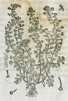 An illustration from Historia generalis plantarum : in libros XVIII per certas classes artificiose digesta, Haec plusquam mille imaginibus plantarum locupletior superioribus, omnes propemodum quae ab antiquis scriptoribus, Graecis, Latinis, Arabibus, nominantur: necnon eas quae in orientis atque Occidentis partibus, ante seculum nostrum incognitis, repertae fuerunt, tibi exhibet ; habes etiam earundem plantarum peculiaria diversis nationibus nomina: habes amplas descriptiones, è quibus singularum genus, formam, ubi crescant et quo tempore vigeant, natiorum temperamentum, vires denique in Medicina proprias cognosces. (1586)