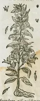 An illustration from Historia generalis plantarum : in libros XVIII per certas classes artificiose digesta, Haec plusquam mille imaginibus plantarum locupletior superioribus, omnes propemodum quae ab antiquis scriptoribus, Graecis, Latinis, Arabibus, nominantur: necnon eas quae in orientis atque Occidentis partibus, ante seculum nostrum incognitis, repertae fuerunt, tibi exhibet ; habes etiam earundem plantarum peculiaria diversis nationibus nomina: habes amplas descriptiones, è quibus singularum genus, formam, ubi crescant et quo tempore vigeant, natiorum temperamentum, vires denique in Medicina proprias cognosces. (1586)