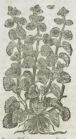 An illustration from Historia generalis plantarum : in libros XVIII per certas classes artificiose digesta, Haec plusquam mille imaginibus plantarum locupletior superioribus, omnes propemodum quae ab antiquis scriptoribus, Graecis, Latinis, Arabibus, nominantur: necnon eas quae in orientis atque Occidentis partibus, ante seculum nostrum incognitis, repertae fuerunt, tibi exhibet ; habes etiam earundem plantarum peculiaria diversis nationibus nomina: habes amplas descriptiones, è quibus singularum genus, formam, ubi crescant et quo tempore vigeant, natiorum temperamentum, vires denique in Medicina proprias cognosces. (1586)