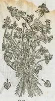 An illustration from Historia generalis plantarum : in libros XVIII per certas classes artificiose digesta, Haec plusquam mille imaginibus plantarum locupletior superioribus, omnes propemodum quae ab antiquis scriptoribus, Graecis, Latinis, Arabibus, nominantur: necnon eas quae in orientis atque Occidentis partibus, ante seculum nostrum incognitis, repertae fuerunt, tibi exhibet ; habes etiam earundem plantarum peculiaria diversis nationibus nomina: habes amplas descriptiones, è quibus singularum genus, formam, ubi crescant et quo tempore vigeant, natiorum temperamentum, vires denique in Medicina proprias cognosces. (1586)