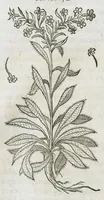 An illustration from Historia generalis plantarum : in libros XVIII per certas classes artificiose digesta, Haec plusquam mille imaginibus plantarum locupletior superioribus, omnes propemodum quae ab antiquis scriptoribus, Graecis, Latinis, Arabibus, nominantur: necnon eas quae in orientis atque Occidentis partibus, ante seculum nostrum incognitis, repertae fuerunt, tibi exhibet ; habes etiam earundem plantarum peculiaria diversis nationibus nomina: habes amplas descriptiones, è quibus singularum genus, formam, ubi crescant et quo tempore vigeant, natiorum temperamentum, vires denique in Medicina proprias cognosces. (1586)