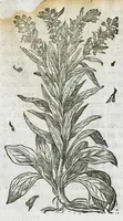 An illustration from Historia generalis plantarum : in libros XVIII per certas classes artificiose digesta, Haec plusquam mille imaginibus plantarum locupletior superioribus, omnes propemodum quae ab antiquis scriptoribus, Graecis, Latinis, Arabibus, nominantur: necnon eas quae in orientis atque Occidentis partibus, ante seculum nostrum incognitis, repertae fuerunt, tibi exhibet ; habes etiam earundem plantarum peculiaria diversis nationibus nomina: habes amplas descriptiones, è quibus singularum genus, formam, ubi crescant et quo tempore vigeant, natiorum temperamentum, vires denique in Medicina proprias cognosces. (1586)