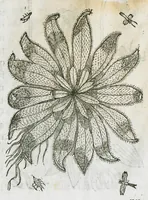 An illustration from Historia generalis plantarum : in libros XVIII per certas classes artificiose digesta, Haec plusquam mille imaginibus plantarum locupletior superioribus, omnes propemodum quae ab antiquis scriptoribus, Graecis, Latinis, Arabibus, nominantur: necnon eas quae in orientis atque Occidentis partibus, ante seculum nostrum incognitis, repertae fuerunt, tibi exhibet ; habes etiam earundem plantarum peculiaria diversis nationibus nomina: habes amplas descriptiones, è quibus singularum genus, formam, ubi crescant et quo tempore vigeant, natiorum temperamentum, vires denique in Medicina proprias cognosces. (1586)