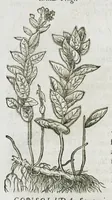 An illustration from Historia generalis plantarum : in libros XVIII per certas classes artificiose digesta, Haec plusquam mille imaginibus plantarum locupletior superioribus, omnes propemodum quae ab antiquis scriptoribus, Graecis, Latinis, Arabibus, nominantur: necnon eas quae in orientis atque Occidentis partibus, ante seculum nostrum incognitis, repertae fuerunt, tibi exhibet ; habes etiam earundem plantarum peculiaria diversis nationibus nomina: habes amplas descriptiones, è quibus singularum genus, formam, ubi crescant et quo tempore vigeant, natiorum temperamentum, vires denique in Medicina proprias cognosces. (1586)