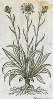 An illustration from Historia generalis plantarum : in libros XVIII per certas classes artificiose digesta, Haec plusquam mille imaginibus plantarum locupletior superioribus, omnes propemodum quae ab antiquis scriptoribus, Graecis, Latinis, Arabibus, nominantur: necnon eas quae in orientis atque Occidentis partibus, ante seculum nostrum incognitis, repertae fuerunt, tibi exhibet ; habes etiam earundem plantarum peculiaria diversis nationibus nomina: habes amplas descriptiones, è quibus singularum genus, formam, ubi crescant et quo tempore vigeant, natiorum temperamentum, vires denique in Medicina proprias cognosces. (1586)