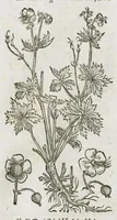 An illustration from Historia generalis plantarum : in libros XVIII per certas classes artificiose digesta, Haec plusquam mille imaginibus plantarum locupletior superioribus, omnes propemodum quae ab antiquis scriptoribus, Graecis, Latinis, Arabibus, nominantur: necnon eas quae in orientis atque Occidentis partibus, ante seculum nostrum incognitis, repertae fuerunt, tibi exhibet ; habes etiam earundem plantarum peculiaria diversis nationibus nomina: habes amplas descriptiones, è quibus singularum genus, formam, ubi crescant et quo tempore vigeant, natiorum temperamentum, vires denique in Medicina proprias cognosces. (1586)