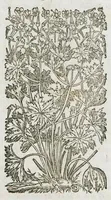 An illustration from Historia generalis plantarum : in libros XVIII per certas classes artificiose digesta, Haec plusquam mille imaginibus plantarum locupletior superioribus, omnes propemodum quae ab antiquis scriptoribus, Graecis, Latinis, Arabibus, nominantur: necnon eas quae in orientis atque Occidentis partibus, ante seculum nostrum incognitis, repertae fuerunt, tibi exhibet ; habes etiam earundem plantarum peculiaria diversis nationibus nomina: habes amplas descriptiones, è quibus singularum genus, formam, ubi crescant et quo tempore vigeant, natiorum temperamentum, vires denique in Medicina proprias cognosces. (1586)