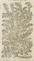 An illustration from Historia generalis plantarum : in libros XVIII per certas classes artificiose digesta, Haec plusquam mille imaginibus plantarum locupletior superioribus, omnes propemodum quae ab antiquis scriptoribus, Graecis, Latinis, Arabibus, nominantur: necnon eas quae in orientis atque Occidentis partibus, ante seculum nostrum incognitis, repertae fuerunt, tibi exhibet ; habes etiam earundem plantarum peculiaria diversis nationibus nomina: habes amplas descriptiones, è quibus singularum genus, formam, ubi crescant et quo tempore vigeant, natiorum temperamentum, vires denique in Medicina proprias cognosces. (1586)