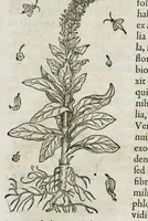 An illustration from Historia generalis plantarum : in libros XVIII per certas classes artificiose digesta, Haec plusquam mille imaginibus plantarum locupletior superioribus, omnes propemodum quae ab antiquis scriptoribus, Graecis, Latinis, Arabibus, nominantur: necnon eas quae in orientis atque Occidentis partibus, ante seculum nostrum incognitis, repertae fuerunt, tibi exhibet ; habes etiam earundem plantarum peculiaria diversis nationibus nomina: habes amplas descriptiones, è quibus singularum genus, formam, ubi crescant et quo tempore vigeant, natiorum temperamentum, vires denique in Medicina proprias cognosces. (1586)