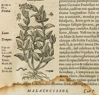 Picture 35 of 78 from Historia generalis plantarum : in libros XVIII per certas classes artificiose digesta, Haec plusquam mille imaginibus plantarum locupletior superioribus, omnes propemodum quae ab antiquis scriptoribus, Graecis, Latinis, Arabibus, nominantur: necnon eas quae in orientis atque Occidentis partibus, ante seculum nostrum incognitis, repertae fuerunt, tibi exhibet ; habes etiam earundem plantarum peculiaria diversis nationibus nomina: habes amplas descriptiones, è quibus singularum genus, formam, ubi crescant et quo tempore vigeant, natiorum temperamentum, vires denique in Medicina proprias cognosces. (1586), leaf 220