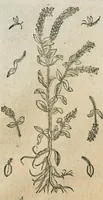 An illustration from Historia generalis plantarum : in libros XVIII per certas classes artificiose digesta, Haec plusquam mille imaginibus plantarum locupletior superioribus, omnes propemodum quae ab antiquis scriptoribus, Graecis, Latinis, Arabibus, nominantur: necnon eas quae in orientis atque Occidentis partibus, ante seculum nostrum incognitis, repertae fuerunt, tibi exhibet ; habes etiam earundem plantarum peculiaria diversis nationibus nomina: habes amplas descriptiones, è quibus singularum genus, formam, ubi crescant et quo tempore vigeant, natiorum temperamentum, vires denique in Medicina proprias cognosces. (1586)