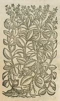 An illustration from Historia generalis plantarum : in libros XVIII per certas classes artificiose digesta, Haec plusquam mille imaginibus plantarum locupletior superioribus, omnes propemodum quae ab antiquis scriptoribus, Graecis, Latinis, Arabibus, nominantur: necnon eas quae in orientis atque Occidentis partibus, ante seculum nostrum incognitis, repertae fuerunt, tibi exhibet ; habes etiam earundem plantarum peculiaria diversis nationibus nomina: habes amplas descriptiones, è quibus singularum genus, formam, ubi crescant et quo tempore vigeant, natiorum temperamentum, vires denique in Medicina proprias cognosces. (1586)