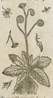 An illustration from Historia generalis plantarum : in libros XVIII per certas classes artificiose digesta, Haec plusquam mille imaginibus plantarum locupletior superioribus, omnes propemodum quae ab antiquis scriptoribus, Graecis, Latinis, Arabibus, nominantur: necnon eas quae in orientis atque Occidentis partibus, ante seculum nostrum incognitis, repertae fuerunt, tibi exhibet ; habes etiam earundem plantarum peculiaria diversis nationibus nomina: habes amplas descriptiones, è quibus singularum genus, formam, ubi crescant et quo tempore vigeant, natiorum temperamentum, vires denique in Medicina proprias cognosces. (1586)