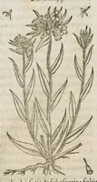 An illustration from Historia generalis plantarum : in libros XVIII per certas classes artificiose digesta, Haec plusquam mille imaginibus plantarum locupletior superioribus, omnes propemodum quae ab antiquis scriptoribus, Graecis, Latinis, Arabibus, nominantur: necnon eas quae in orientis atque Occidentis partibus, ante seculum nostrum incognitis, repertae fuerunt, tibi exhibet ; habes etiam earundem plantarum peculiaria diversis nationibus nomina: habes amplas descriptiones, è quibus singularum genus, formam, ubi crescant et quo tempore vigeant, natiorum temperamentum, vires denique in Medicina proprias cognosces. (1586)