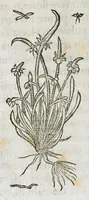 An illustration from Historia generalis plantarum : in libros XVIII per certas classes artificiose digesta, Haec plusquam mille imaginibus plantarum locupletior superioribus, omnes propemodum quae ab antiquis scriptoribus, Graecis, Latinis, Arabibus, nominantur: necnon eas quae in orientis atque Occidentis partibus, ante seculum nostrum incognitis, repertae fuerunt, tibi exhibet ; habes etiam earundem plantarum peculiaria diversis nationibus nomina: habes amplas descriptiones, è quibus singularum genus, formam, ubi crescant et quo tempore vigeant, natiorum temperamentum, vires denique in Medicina proprias cognosces. (1586)