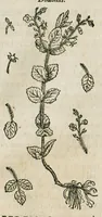 An illustration from Historia generalis plantarum : in libros XVIII per certas classes artificiose digesta, Haec plusquam mille imaginibus plantarum locupletior superioribus, omnes propemodum quae ab antiquis scriptoribus, Graecis, Latinis, Arabibus, nominantur: necnon eas quae in orientis atque Occidentis partibus, ante seculum nostrum incognitis, repertae fuerunt, tibi exhibet ; habes etiam earundem plantarum peculiaria diversis nationibus nomina: habes amplas descriptiones, è quibus singularum genus, formam, ubi crescant et quo tempore vigeant, natiorum temperamentum, vires denique in Medicina proprias cognosces. (1586)