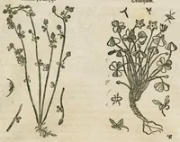 An illustration from Historia generalis plantarum : in libros XVIII per certas classes artificiose digesta, Haec plusquam mille imaginibus plantarum locupletior superioribus, omnes propemodum quae ab antiquis scriptoribus, Graecis, Latinis, Arabibus, nominantur: necnon eas quae in orientis atque Occidentis partibus, ante seculum nostrum incognitis, repertae fuerunt, tibi exhibet ; habes etiam earundem plantarum peculiaria diversis nationibus nomina: habes amplas descriptiones, è quibus singularum genus, formam, ubi crescant et quo tempore vigeant, natiorum temperamentum, vires denique in Medicina proprias cognosces. (1586)