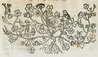 An illustration from Historia generalis plantarum : in libros XVIII per certas classes artificiose digesta, Haec plusquam mille imaginibus plantarum locupletior superioribus, omnes propemodum quae ab antiquis scriptoribus, Graecis, Latinis, Arabibus, nominantur: necnon eas quae in orientis atque Occidentis partibus, ante seculum nostrum incognitis, repertae fuerunt, tibi exhibet ; habes etiam earundem plantarum peculiaria diversis nationibus nomina: habes amplas descriptiones, è quibus singularum genus, formam, ubi crescant et quo tempore vigeant, natiorum temperamentum, vires denique in Medicina proprias cognosces. (1586)