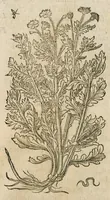An illustration from Historia generalis plantarum : in libros XVIII per certas classes artificiose digesta, Haec plusquam mille imaginibus plantarum locupletior superioribus, omnes propemodum quae ab antiquis scriptoribus, Graecis, Latinis, Arabibus, nominantur: necnon eas quae in orientis atque Occidentis partibus, ante seculum nostrum incognitis, repertae fuerunt, tibi exhibet ; habes etiam earundem plantarum peculiaria diversis nationibus nomina: habes amplas descriptiones, è quibus singularum genus, formam, ubi crescant et quo tempore vigeant, natiorum temperamentum, vires denique in Medicina proprias cognosces. (1586)