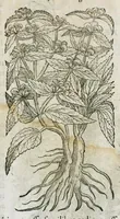 An illustration from Historia generalis plantarum : in libros XVIII per certas classes artificiose digesta, Haec plusquam mille imaginibus plantarum locupletior superioribus, omnes propemodum quae ab antiquis scriptoribus, Graecis, Latinis, Arabibus, nominantur: necnon eas quae in orientis atque Occidentis partibus, ante seculum nostrum incognitis, repertae fuerunt, tibi exhibet ; habes etiam earundem plantarum peculiaria diversis nationibus nomina: habes amplas descriptiones, è quibus singularum genus, formam, ubi crescant et quo tempore vigeant, natiorum temperamentum, vires denique in Medicina proprias cognosces. (1586)