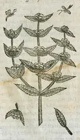 An illustration from Historia generalis plantarum : in libros XVIII per certas classes artificiose digesta, Haec plusquam mille imaginibus plantarum locupletior superioribus, omnes propemodum quae ab antiquis scriptoribus, Graecis, Latinis, Arabibus, nominantur: necnon eas quae in orientis atque Occidentis partibus, ante seculum nostrum incognitis, repertae fuerunt, tibi exhibet ; habes etiam earundem plantarum peculiaria diversis nationibus nomina: habes amplas descriptiones, è quibus singularum genus, formam, ubi crescant et quo tempore vigeant, natiorum temperamentum, vires denique in Medicina proprias cognosces. (1586)
