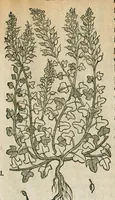 An illustration from Historia generalis plantarum : in libros XVIII per certas classes artificiose digesta, Haec plusquam mille imaginibus plantarum locupletior superioribus, omnes propemodum quae ab antiquis scriptoribus, Graecis, Latinis, Arabibus, nominantur: necnon eas quae in orientis atque Occidentis partibus, ante seculum nostrum incognitis, repertae fuerunt, tibi exhibet ; habes etiam earundem plantarum peculiaria diversis nationibus nomina: habes amplas descriptiones, è quibus singularum genus, formam, ubi crescant et quo tempore vigeant, natiorum temperamentum, vires denique in Medicina proprias cognosces. (1586)