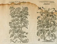 An illustration from Historia generalis plantarum : in libros XVIII per certas classes artificiose digesta, Haec plusquam mille imaginibus plantarum locupletior superioribus, omnes propemodum quae ab antiquis scriptoribus, Graecis, Latinis, Arabibus, nominantur: necnon eas quae in orientis atque Occidentis partibus, ante seculum nostrum incognitis, repertae fuerunt, tibi exhibet ; habes etiam earundem plantarum peculiaria diversis nationibus nomina: habes amplas descriptiones, è quibus singularum genus, formam, ubi crescant et quo tempore vigeant, natiorum temperamentum, vires denique in Medicina proprias cognosces. (1586)