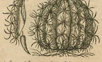 An illustration from Historia generalis plantarum : in libros XVIII per certas classes artificiose digesta, Haec plusquam mille imaginibus plantarum locupletior superioribus, omnes propemodum quae ab antiquis scriptoribus, Graecis, Latinis, Arabibus, nominantur: necnon eas quae in orientis atque Occidentis partibus, ante seculum nostrum incognitis, repertae fuerunt, tibi exhibet ; habes etiam earundem plantarum peculiaria diversis nationibus nomina: habes amplas descriptiones, è quibus singularum genus, formam, ubi crescant et quo tempore vigeant, natiorum temperamentum, vires denique in Medicina proprias cognosces. (1586)