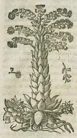 An illustration from Historia generalis plantarum : in libros XVIII per certas classes artificiose digesta, Haec plusquam mille imaginibus plantarum locupletior superioribus, omnes propemodum quae ab antiquis scriptoribus, Graecis, Latinis, Arabibus, nominantur: necnon eas quae in orientis atque Occidentis partibus, ante seculum nostrum incognitis, repertae fuerunt, tibi exhibet ; habes etiam earundem plantarum peculiaria diversis nationibus nomina: habes amplas descriptiones, è quibus singularum genus, formam, ubi crescant et quo tempore vigeant, natiorum temperamentum, vires denique in Medicina proprias cognosces. (1586)