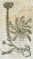 An illustration from Historia generalis plantarum : in libros XVIII per certas classes artificiose digesta, Haec plusquam mille imaginibus plantarum locupletior superioribus, omnes propemodum quae ab antiquis scriptoribus, Graecis, Latinis, Arabibus, nominantur: necnon eas quae in orientis atque Occidentis partibus, ante seculum nostrum incognitis, repertae fuerunt, tibi exhibet ; habes etiam earundem plantarum peculiaria diversis nationibus nomina: habes amplas descriptiones, è quibus singularum genus, formam, ubi crescant et quo tempore vigeant, natiorum temperamentum, vires denique in Medicina proprias cognosces. (1586)