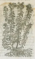 An illustration from Historia generalis plantarum : in libros XVIII per certas classes artificiose digesta, Haec plusquam mille imaginibus plantarum locupletior superioribus, omnes propemodum quae ab antiquis scriptoribus, Graecis, Latinis, Arabibus, nominantur: necnon eas quae in orientis atque Occidentis partibus, ante seculum nostrum incognitis, repertae fuerunt, tibi exhibet ; habes etiam earundem plantarum peculiaria diversis nationibus nomina: habes amplas descriptiones, è quibus singularum genus, formam, ubi crescant et quo tempore vigeant, natiorum temperamentum, vires denique in Medicina proprias cognosces. (1586)