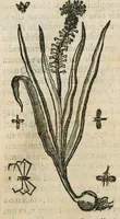 An illustration from Historia generalis plantarum : in libros XVIII per certas classes artificiose digesta, Haec plusquam mille imaginibus plantarum locupletior superioribus, omnes propemodum quae ab antiquis scriptoribus, Graecis, Latinis, Arabibus, nominantur: necnon eas quae in orientis atque Occidentis partibus, ante seculum nostrum incognitis, repertae fuerunt, tibi exhibet ; habes etiam earundem plantarum peculiaria diversis nationibus nomina: habes amplas descriptiones, è quibus singularum genus, formam, ubi crescant et quo tempore vigeant, natiorum temperamentum, vires denique in Medicina proprias cognosces. (1586)