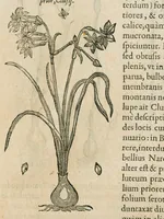 An illustration from Historia generalis plantarum : in libros XVIII per certas classes artificiose digesta, Haec plusquam mille imaginibus plantarum locupletior superioribus, omnes propemodum quae ab antiquis scriptoribus, Graecis, Latinis, Arabibus, nominantur: necnon eas quae in orientis atque Occidentis partibus, ante seculum nostrum incognitis, repertae fuerunt, tibi exhibet ; habes etiam earundem plantarum peculiaria diversis nationibus nomina: habes amplas descriptiones, è quibus singularum genus, formam, ubi crescant et quo tempore vigeant, natiorum temperamentum, vires denique in Medicina proprias cognosces. (1586)