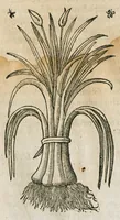 An illustration from Historia generalis plantarum : in libros XVIII per certas classes artificiose digesta, Haec plusquam mille imaginibus plantarum locupletior superioribus, omnes propemodum quae ab antiquis scriptoribus, Graecis, Latinis, Arabibus, nominantur: necnon eas quae in orientis atque Occidentis partibus, ante seculum nostrum incognitis, repertae fuerunt, tibi exhibet ; habes etiam earundem plantarum peculiaria diversis nationibus nomina: habes amplas descriptiones, è quibus singularum genus, formam, ubi crescant et quo tempore vigeant, natiorum temperamentum, vires denique in Medicina proprias cognosces. (1586)